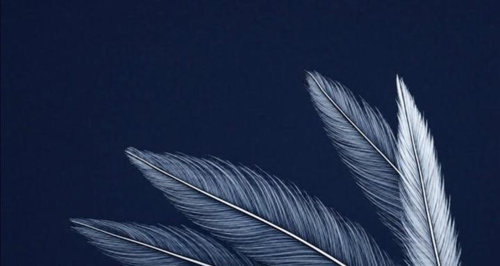Iron Quill Collective