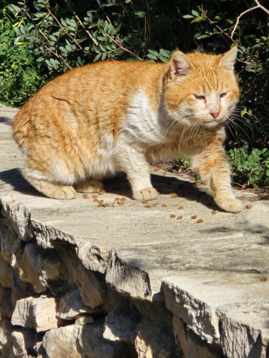 Christoforos Pharmakas