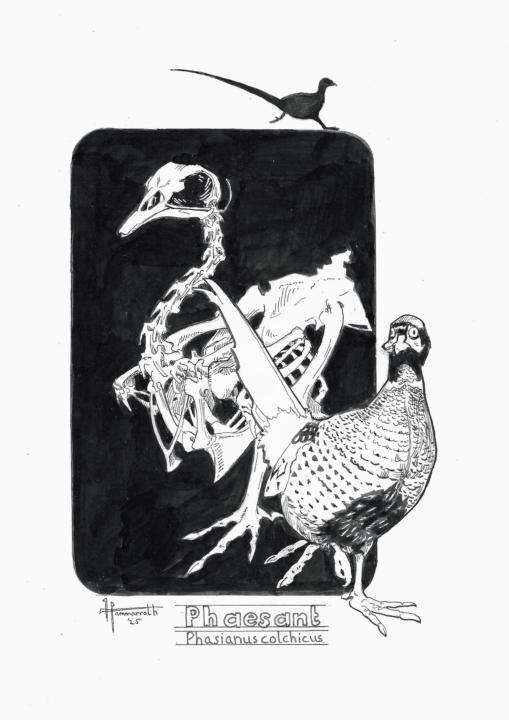 Phaesant Skeleton