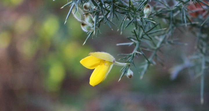 Bog Witches and Goblins 