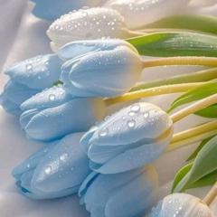 Nashwa Hamd