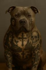 Harley Brogna-bjornson