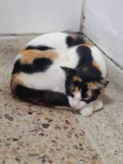 Juliana Correa hernández