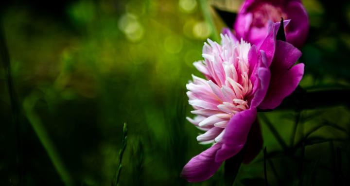 Photography - No Niche