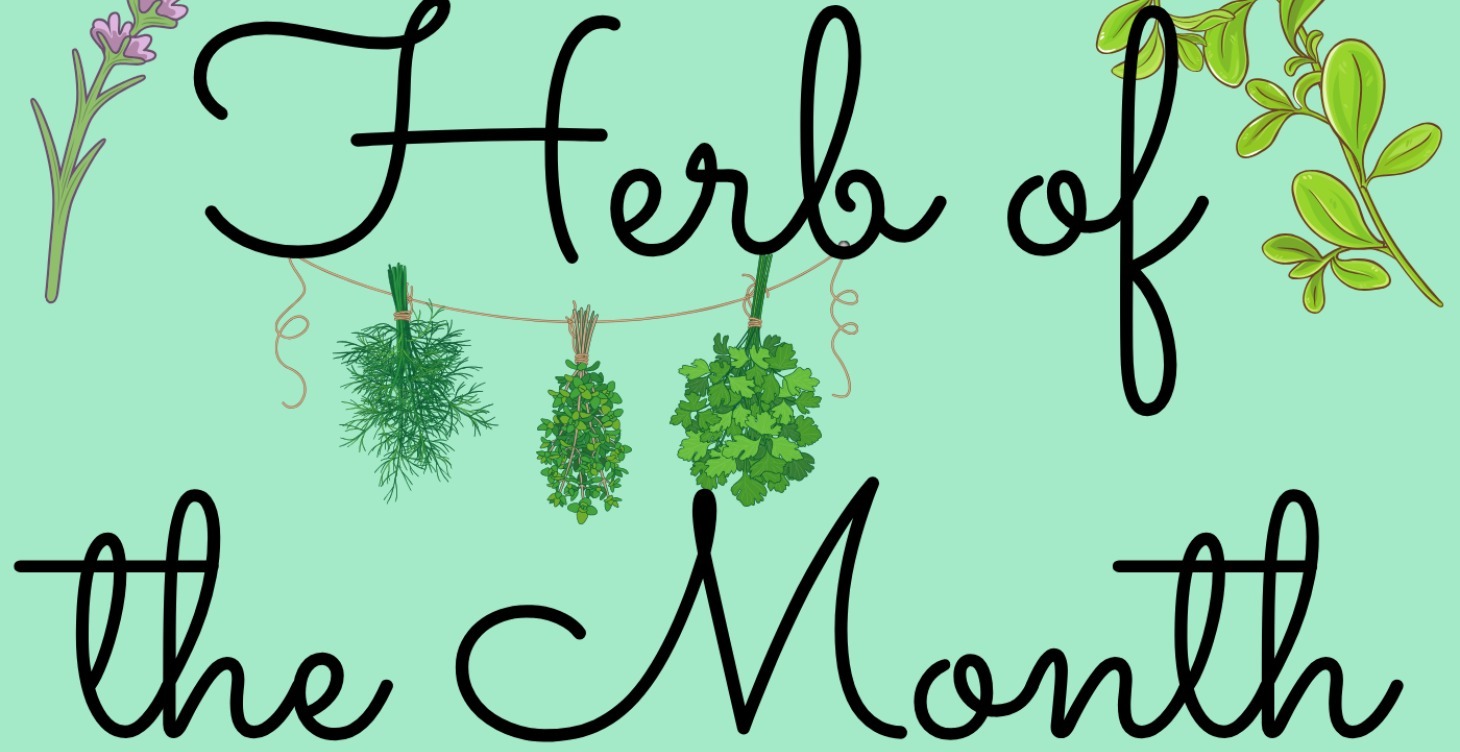 Herb of the Month