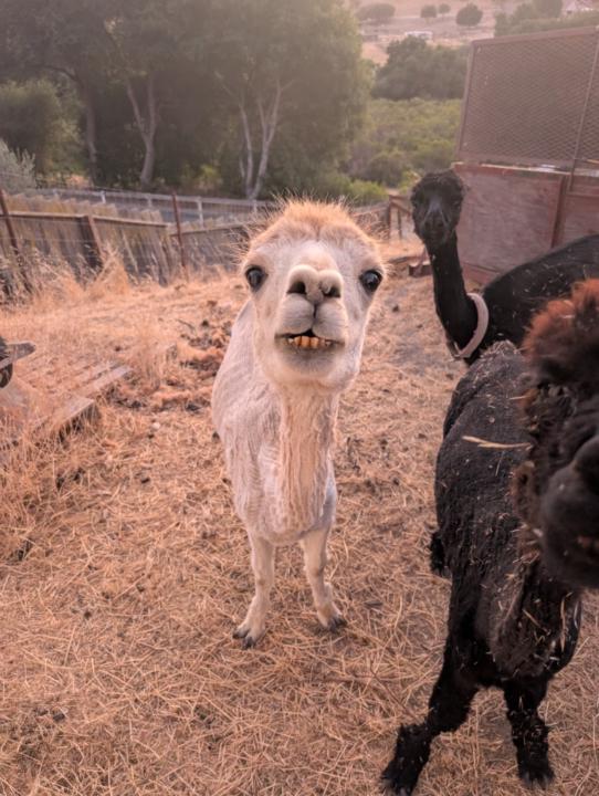 Alpaca Hannah T