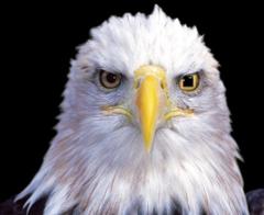 Gabriel Del Castillo