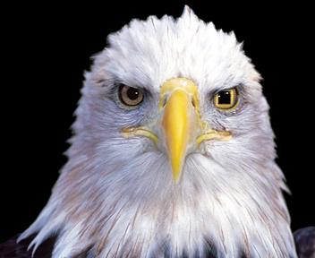 Gabriel Del Castillo