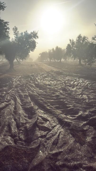 Antonio Jesus Camargo