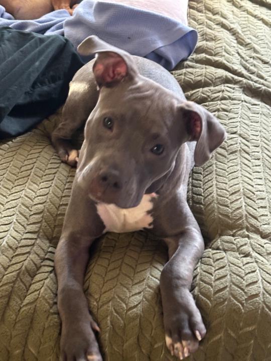 A DeCarlo