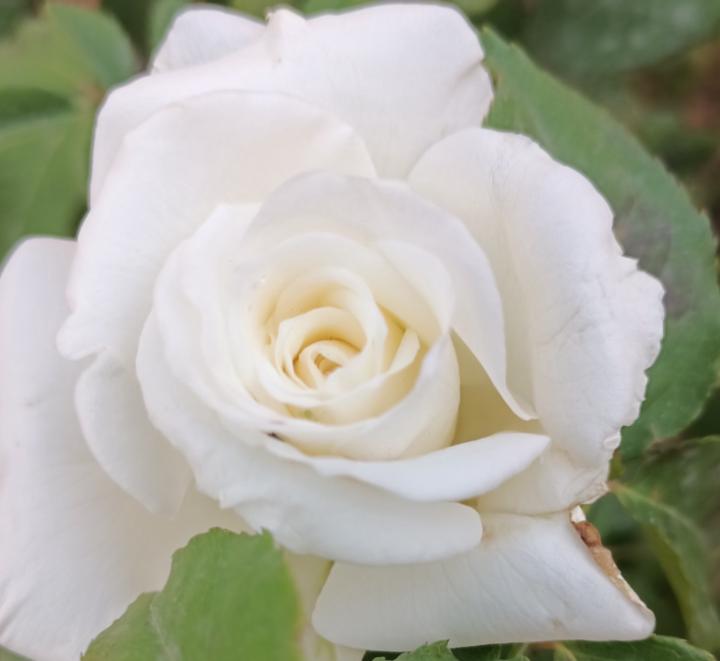 فاطمة الزهراء