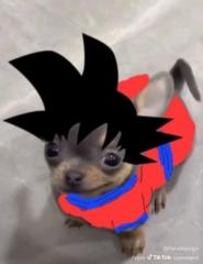 Dan Vesent