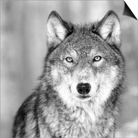 Brian Wolfe