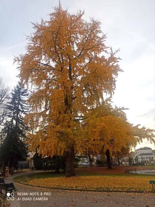 Sabrina Manseri Messaoui