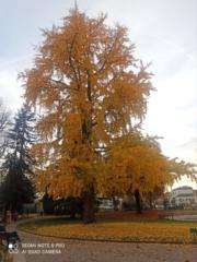 Sabrina Manseri Messaoui