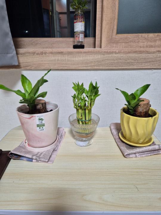 Пүрэв Мөнхбат