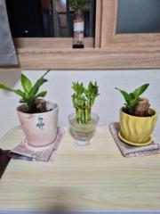 Пүрэв Мөнхбат