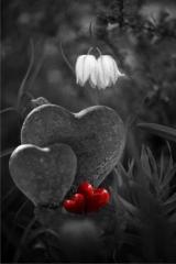 ايمان عرابي