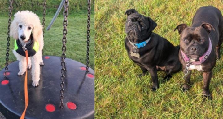 The Online Canine Skills Club 