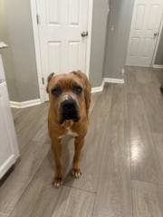 Cassie Price-Campbell