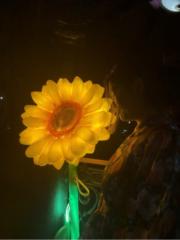 Bhawna Sawle