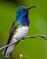 Lucas jose Navarro pacheco