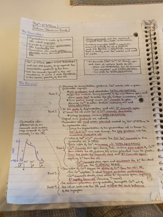 Sodium-Potassium pump 