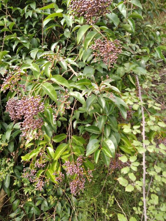 María Eva Moya Garcia