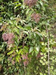 María Eva Moya Garcia