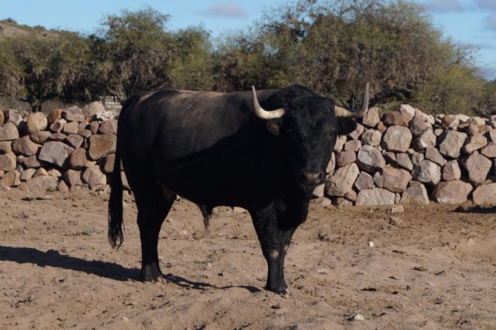 Jose Alfonso Suarez de Villasante