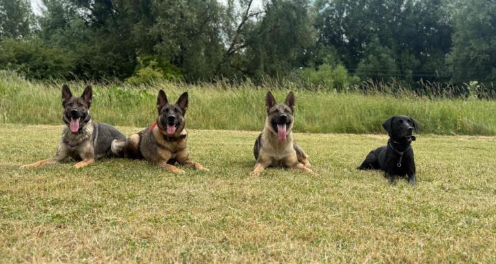 Cross Canine Training