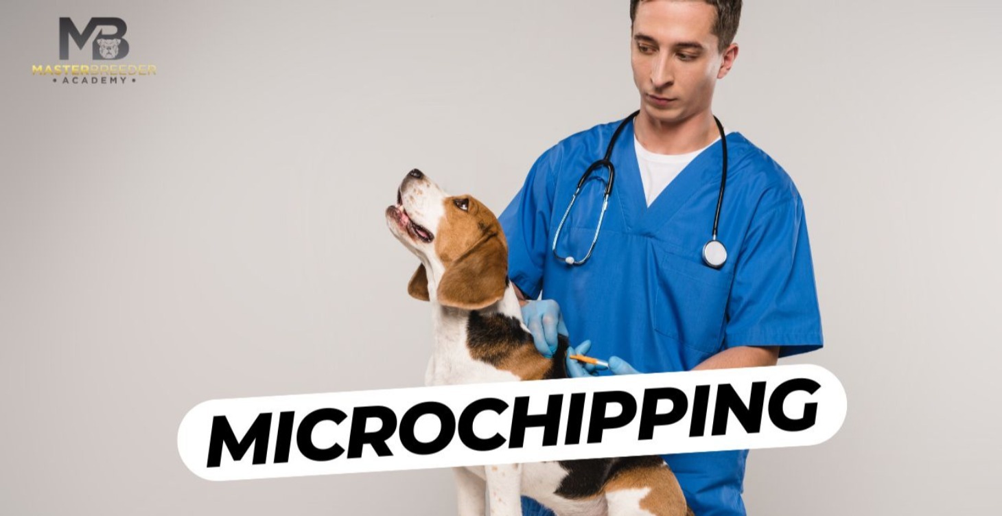 Microchipping