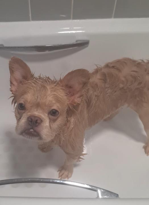 🐾  Meet — IT ✨️💎 