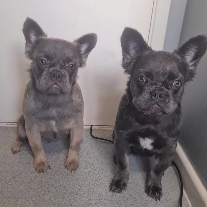 Fluffy Beauty ✨️