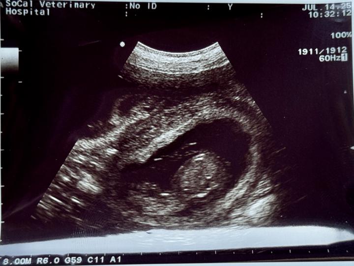 We are having puppies! 