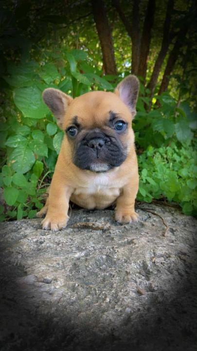 Future new stud of MNsota Frenchies