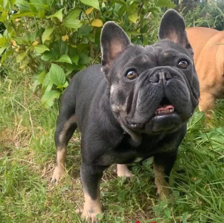 Do you have a consistent stud dog? 