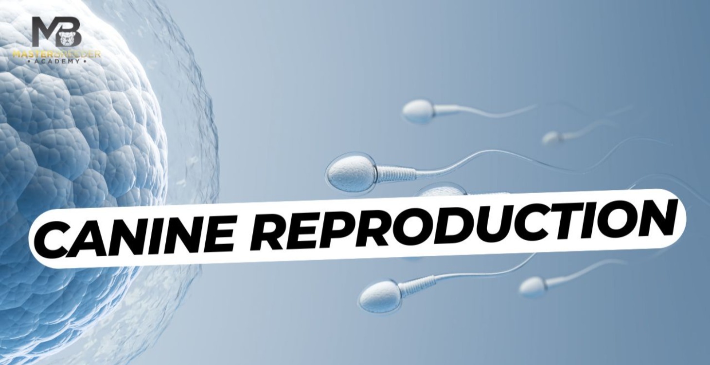 Canine Reproduction course
