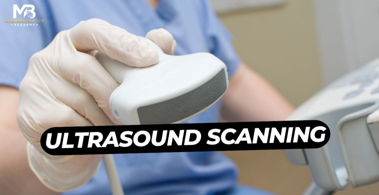 Masterbreed Ultrasound Modules