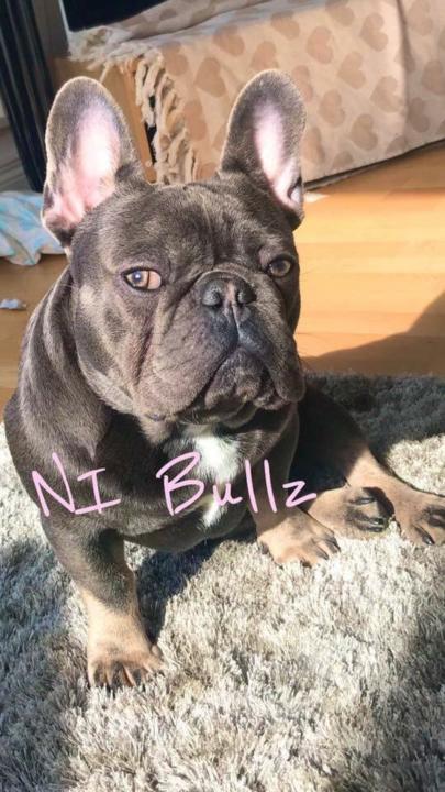 SHOW ME YOUR DOG RIGHT NOW