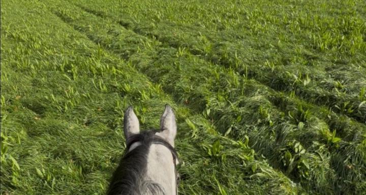 Horsemanship