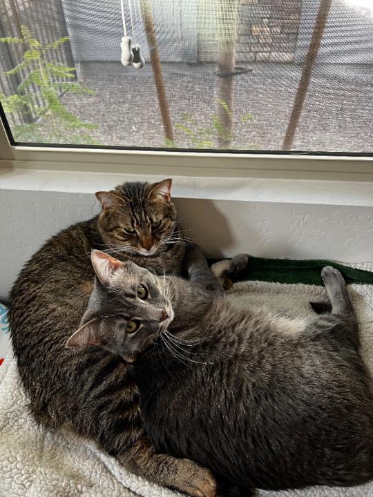 Trezario DeMeis-DeWitt