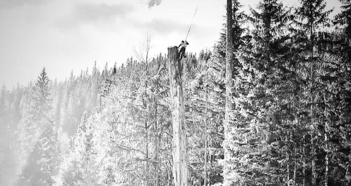 Timberline Arborist Training