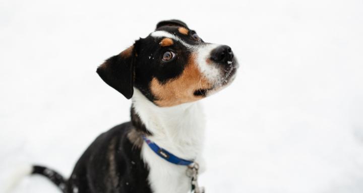 Adventure Paws Utah