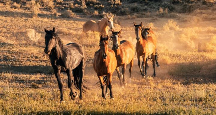 The Color Grading Lab