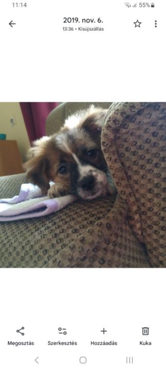 Anna Csizmadiáné Mikola