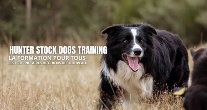 Hunter Stock Dogs Training