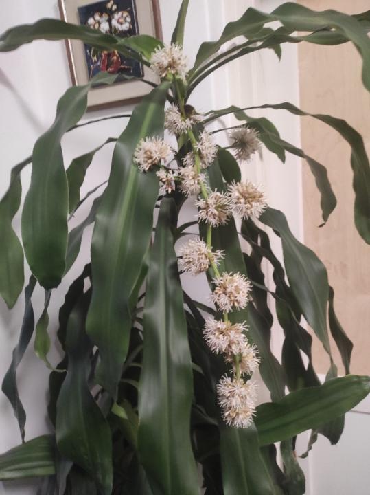 Szamosvarine Toth Magdolna