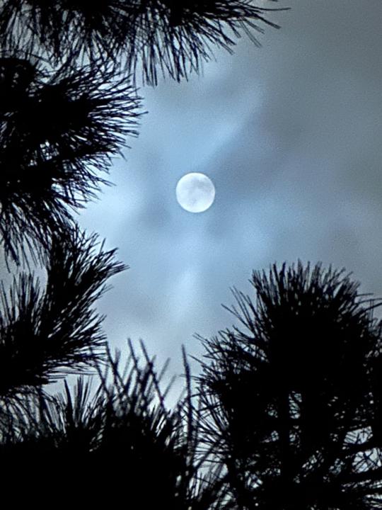 Julie Morgan Wellman