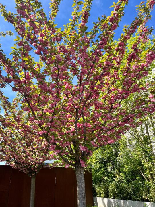 Siva Selvi Sellamuthu